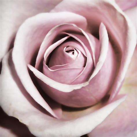 Dusky Rose Photograph By Sharon Lisa Clarke Fine Art America