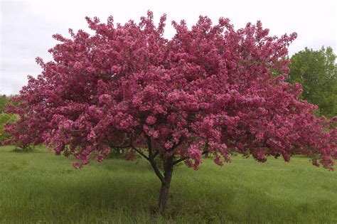 Mar 02, 2021 · plant your crabapple in a spot that receives full sun—at least six hours of direct light a day. Crab Apple Tree | Apps Reviews and Guides