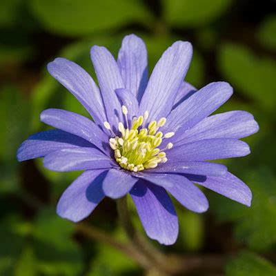 Jane was a college graduate who quickly caught the eye of roger after being hired as don draper's secretary. Blauwe anemoon - Anemone apennina - Blauwe wilde bloemen