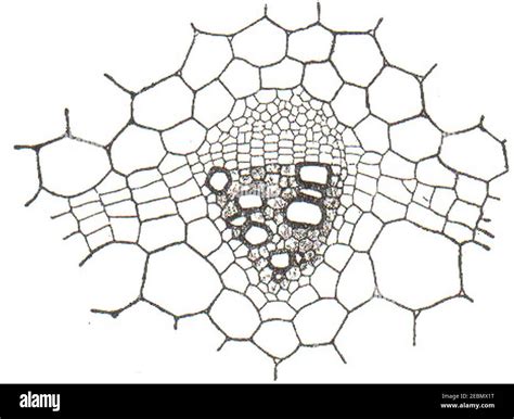 Nsrw A Collateral Vascular Bundle Stock Photo Alamy