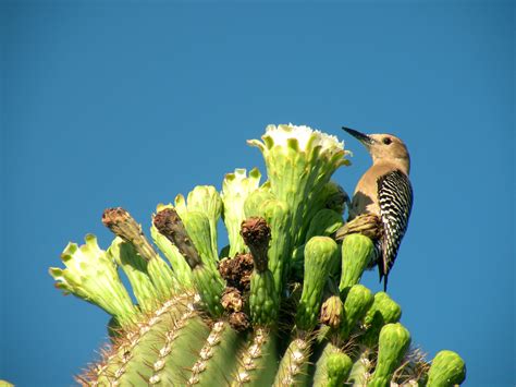 Don't leave home without a pair of good binoculars. Cactus Wren. State bird | Cactus wren, Cactus, Desert plants