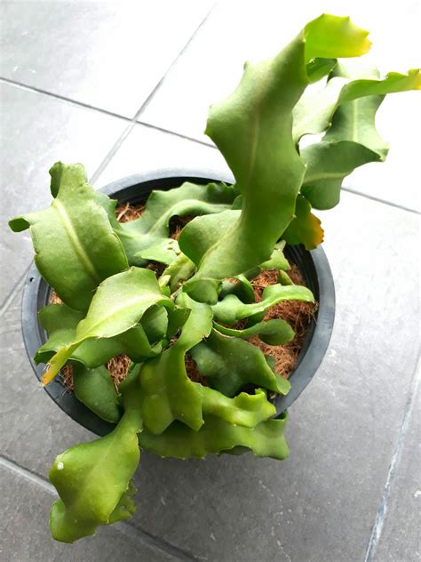 It has a unique appearance, sweet taste, and crunchy texture. Richard Wong Garden & Woodwork: Mini Dragon Fruit (Curly ...