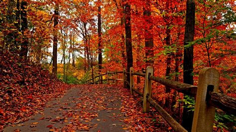 Colors Path Leaves Trees Coolwallpapersme