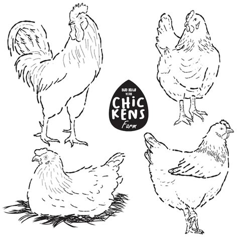 Premium Vector Chickens Illustration Hand Drawn Vector
