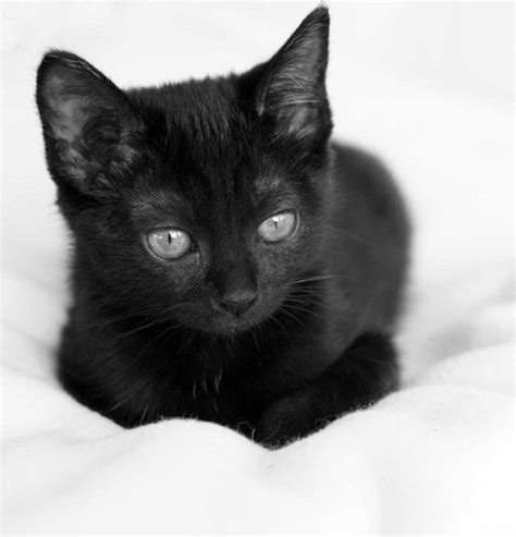 Gatos Negros Bebés Tiernos Animales Bonitos Fotos De Gatitos Bebes