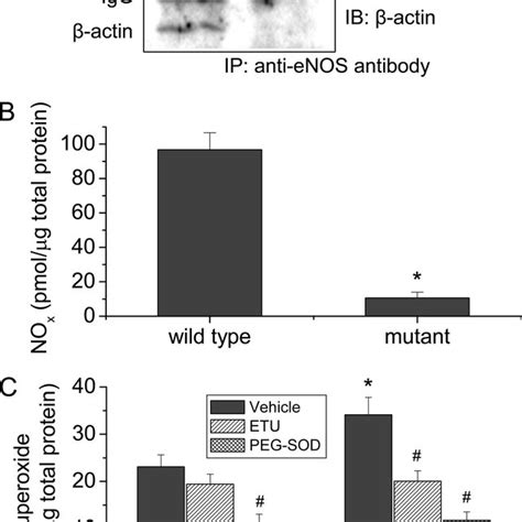 Enos Mutant Exhibits Decreased Association With Actin Decreased No