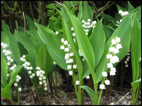 Lily Of The Valley Hinsdale Nurseries Welcome To Hinsdale Nurseries