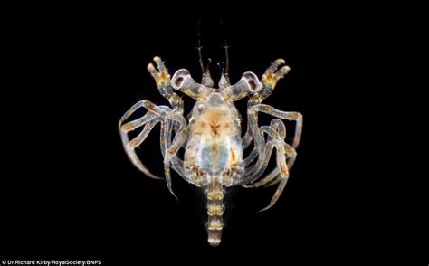 Dr Richard Kirbys Photographs Show Planktons Incredible Diversity