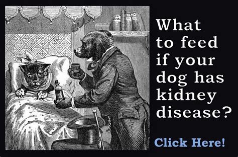 Dog food and treats designed for healthy dogs are not necessarily good for dogs with chronic kidney disease. Dog Food For Kidney Disease | Kidney disease recipes, Best ...