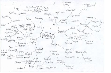 Biology Concept Map Vinay S E Portfolio