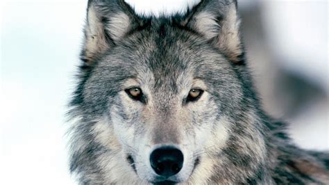 1920x1080 1920x1080 Eyes Gray Wolf Face Look Coolwallpapersme