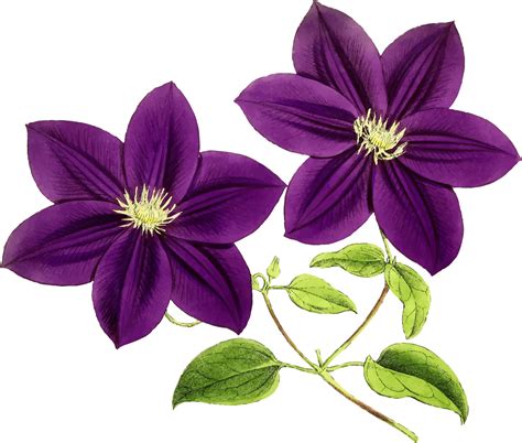 Clipart Purple Flowers