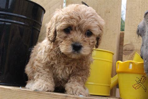 More puppies will be expected in 2021. Cavachon Puppies For Sale | Canton, OH #190953 | Petzlover