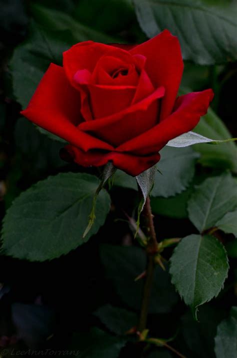 We did not find results for: Pin by By C'mai 👻 on Lee Ann Torrans Texas Gardening ...