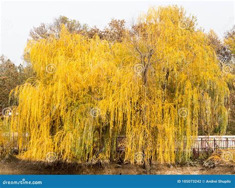 Yellow Willow Outdoors In Autumn Stock Photo Image Of Leaf Outdoor