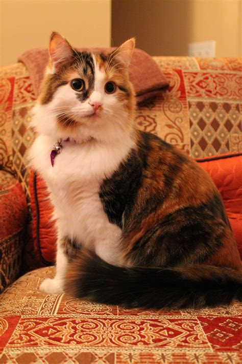 She named the cat callie because of her striking calico pattern. I calico cats!!! I have 1 and I her!!!!!!!!!!! | Gatos ...