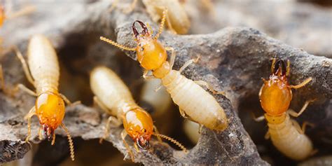 Termites National Wildlife Federation