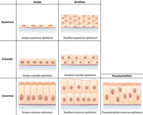 Unit 6 Tissue Structure And Functions Douglas College Human Anatomy