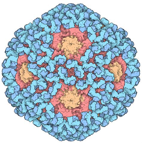 Pdb 101 Learn Paper Models Human Papillomavirus Hpv
