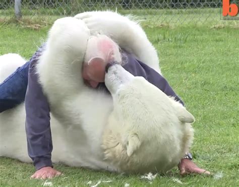 Polar Bear Hug Polar Bear Bear Grizzly Man