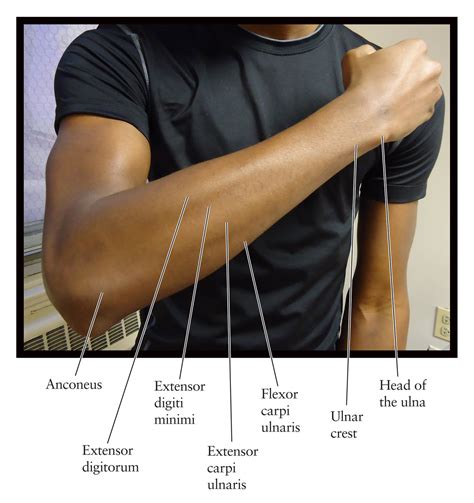 There are three types of muscle tissue in the human body: Human Anatomy for the Artist: The Dorsal Forearm, Part 1: Compartment Search