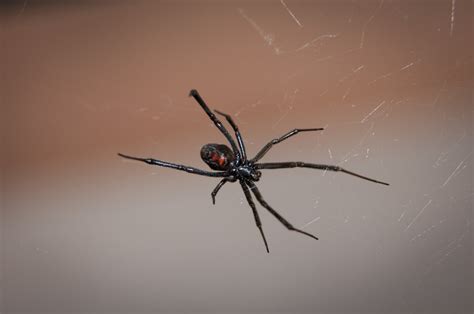 Poisonous Spiders In Pa What Tops The List