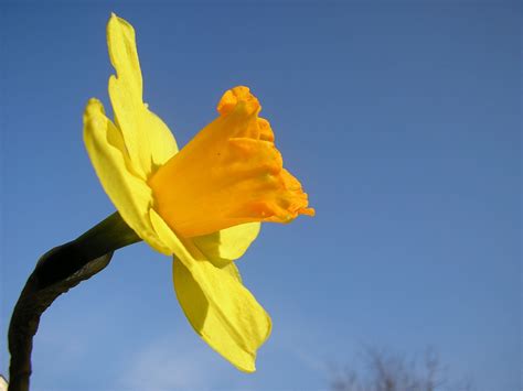 Daffodil days may refer to: Celebs pin their hopes on beating cancer this Daffodil Day ...