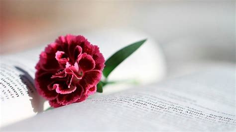 Without plants, people could not live. Pope recalls Word of God Sunday, urges all to read Bible ...