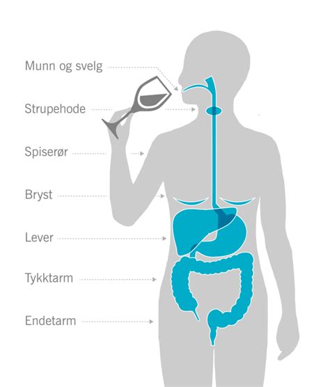 Kreft og alkohol Alkohol øker kreftrisikoen Av og til