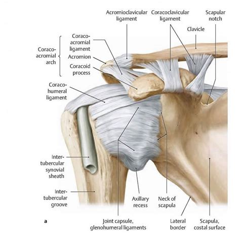 The 25 Best Shoulder Joint Ideas On Pinterest Shoulder Joint Anatomy