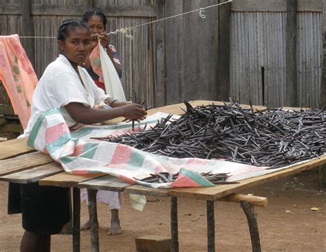 Filewoman Sorting Vanilla In Sambava Madagascar