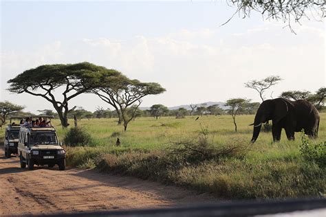 Serengeti Migration Safari 6 Days Jaribu Africa Adventures