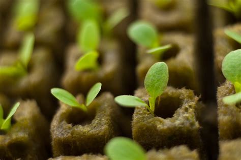 How to start a hydroponic garden. Starting A Hydroponic Garden From Seeds | Hydroponic Grow ...