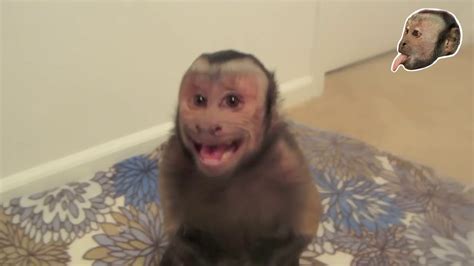 Monkey Capuchin Baby Max Peepsburghcom