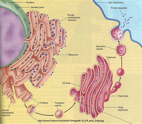 Maybe you would like to learn more about one of these? Unit 4: A Tour of the Cell - AP Biology with Thornton at ...
