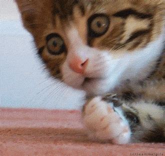 The best gifs for cute cat gif tumblr. Bestgifs.makeagif.com » The best animated GIFs on the ...
