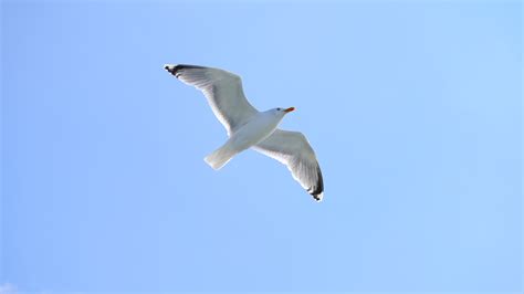 Free Images Coast Wing Sky Seabird Fly Seagull Beak Flight