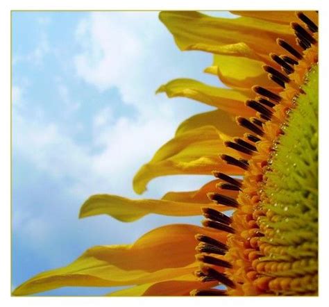 The prestigious flower show will run for six days from tuesday 21st to sunday 26th. Pin by East to West Shoppe on Flowers, flowers...cant get ...