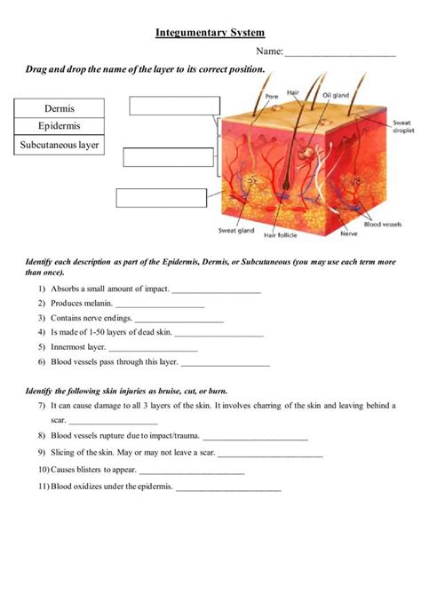 Integumentary System Worksheet Answers Integumentary System