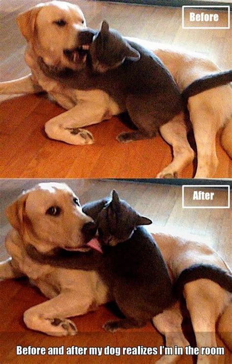 Top 50 Dog And Cat Memes Can Dog And Cat Be Friends