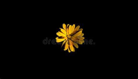 Yellow Flower With Black Background Stock Photo Image Of Floral