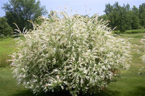 The dappled willow tree is a stunning addition to any property. Plant Inventory at 20 Timothy : Salix integra / Dappled Willow