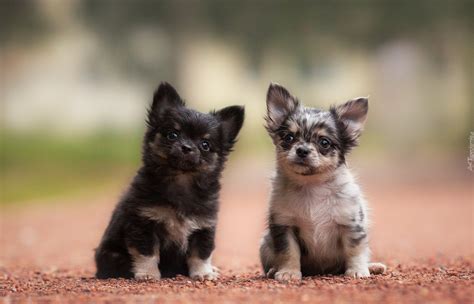Pes, pes jako savec, psí plemeno, welsh corgi. Dwa szczeniaki chihuahua