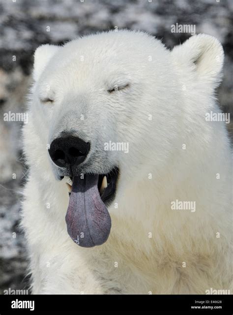 Polar Bear Ursus Maritimus Head Portrait With Blue Tongue Out