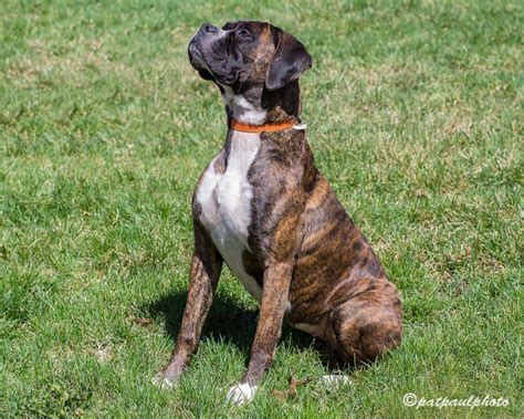 Maybe you would like to learn more about one of these? Komono - Female - NJ | New Life Boxer Rescue