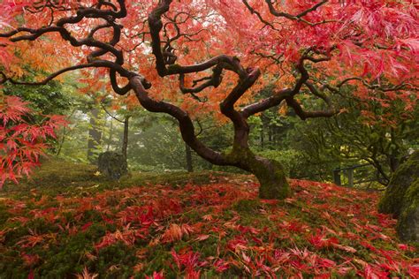 The Best Low Maintenance Trees For Your Garden Images