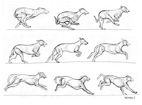 Greyhound Running 2 By ~renegadestudios On Deviantart Character