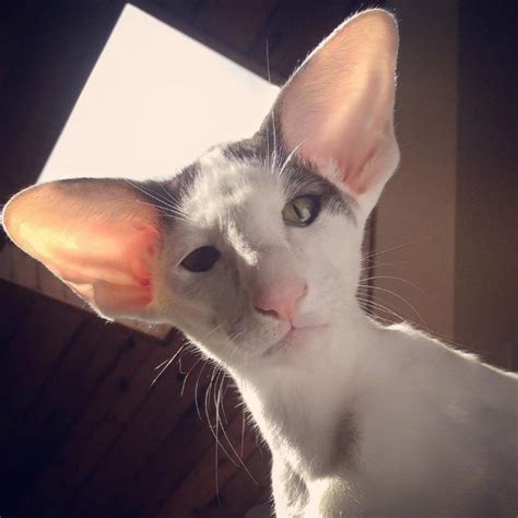 Meet Dobby Cat The Worlds Cutest House Elf