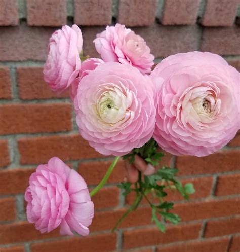 11 Flowers That Look Like Roses Rose Like Flowers Bulb Flowers Flowers