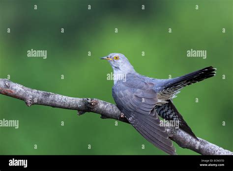 Cuculus Canorus Common Cuckoo Wild Bird In A Natural Habitat